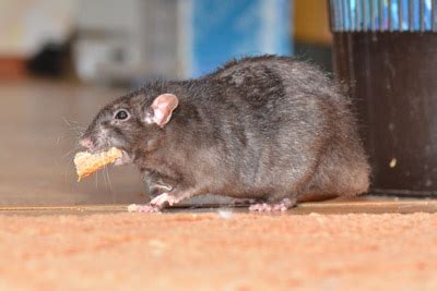 Do Mice and Rats Carry Diseases?