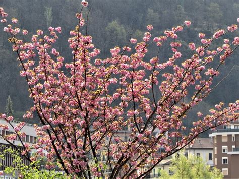 Ciliegio Giapponese Prunus Serrulata Forito Del 10 Aprile 19