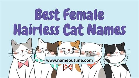 Hilarious Monikers In Funny Names For Hairless Cats Name Outline