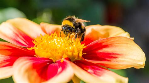 Bumble Bees On Flowers