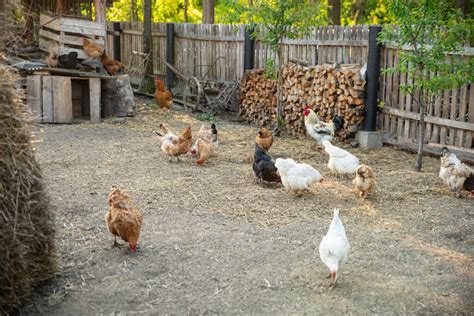 How Long Do Chickens Live? Average Life Expectancy - Know Your Chickens