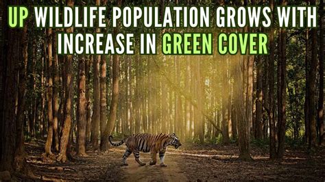 Uttar Pradesh: Massive Plantation Campaign Impacts Wildlife Population