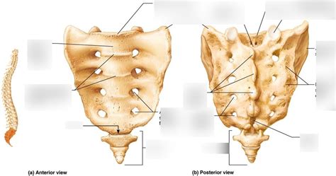 Vertebral Column sacral bone Diagram | Quizlet