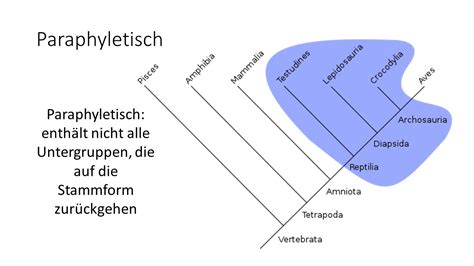 Phylogenetische Systematik Teil 2 Kladistik Darwinator