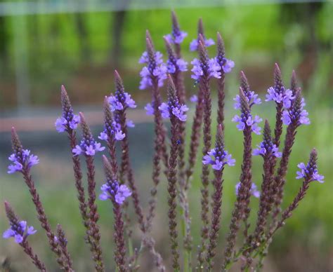 Verbena Macdougalii Lavender Spires Yougardener