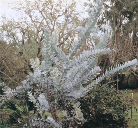 Pacific Horticulture | Cold Hardiness of Five Eucalypts in Northern ...