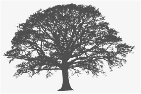 Oak Tree Tree Clipart Clipart Image 24892 Images