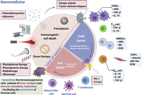 Figure 3 From Nanomedicines Modulating Tumor Immunosuppressive Cells To