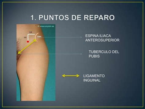 Compartimiento Anterior Y Medial Del Muslo Ppt