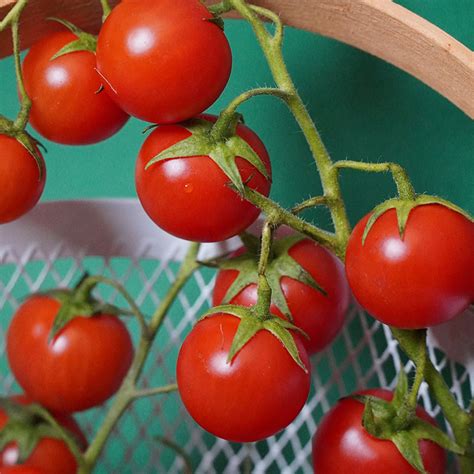 Plants De Tomate Cerise Super Sweet En Pot