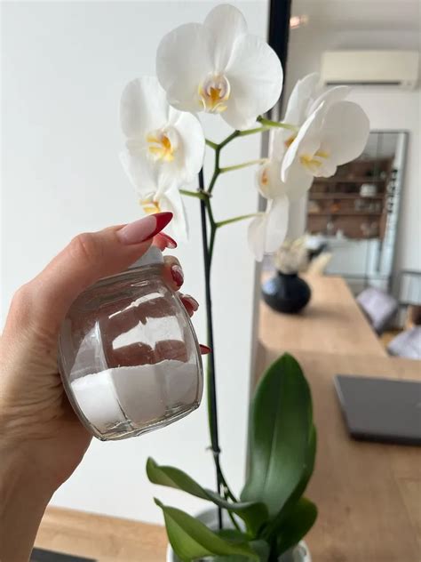 Comment Faire Refleurir Une Orchid E Avec Du Bicarbonate