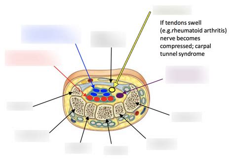 Carpal Tunnel Diagram Quizlet