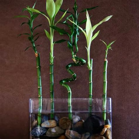 9 Awesome Plants that Grow in Water Indoors and Outdoors