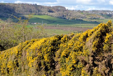 Whin Bush Whitehead © Albert Bridge Cc By Sa20 Geograph Britain