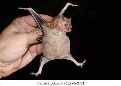 Common Vampire Bat Images, Stock Photos & Vectors | Shutterstock