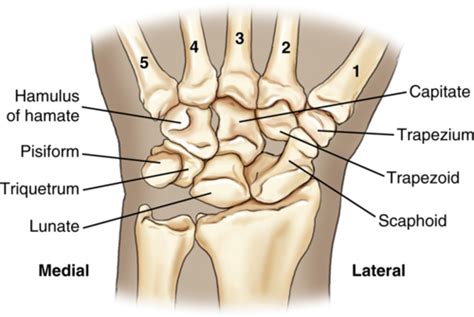 RAD Wrist And Hand And Some Elbow Flashcards Quizlet