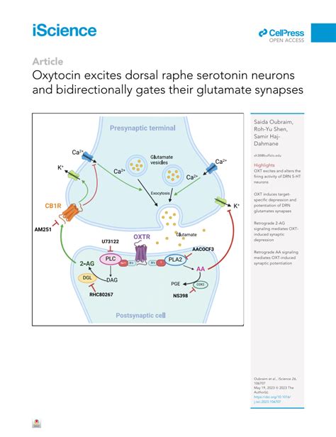 Pdf Oxytocin Excites Dorsal Raphe Serotonin Neurons And