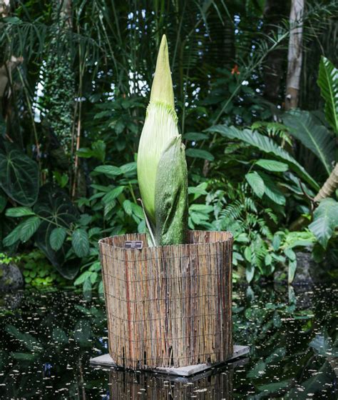 Massive "Corpse" Flower Blooms at NYBG - Art Zealous