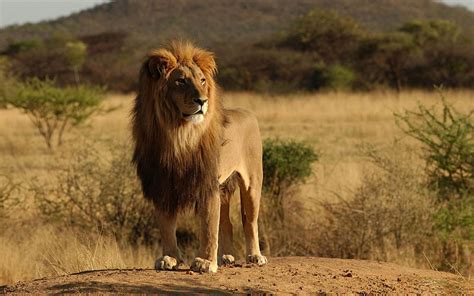 Male lion-Wild Animal, HD wallpaper | Peakpx