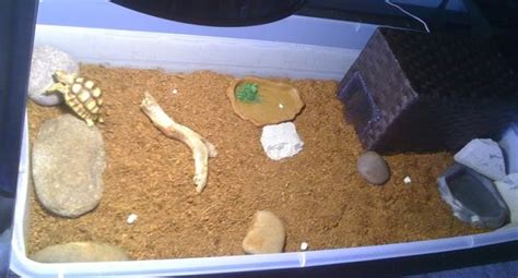 Indoor Enclosure Size For Baby Sulcata Pet Sulcata Tortoise Atelier