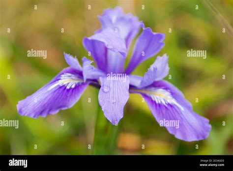 Spring purple lily flower wild bloom Stock Photo - Alamy