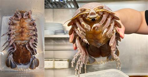 Giant Isopod Cooked