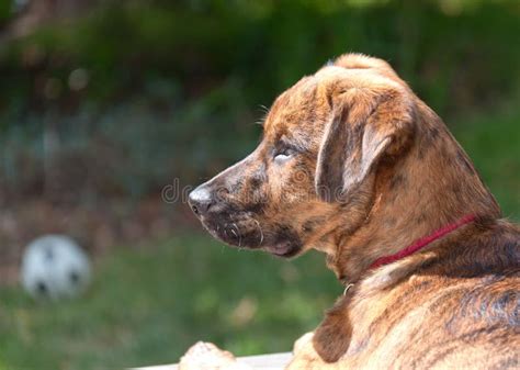 Brindled Plott Hound Puppy Stock Photo Image Of Brindled 20000298