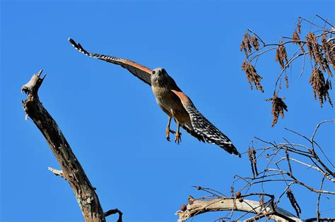 Red Shouldered Hawk Bird In - Free photo on Pixabay - Pixabay