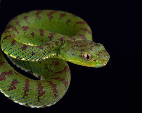 Philippine Pit Viper - Facts, Diet, Habitat & Pictures on Animalia.bio