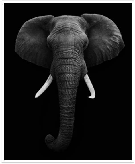 Elephant Poaching Awareness The Blog