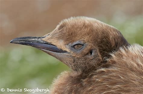 Favorite Bird Portraits Dennis Skogsbergh Photographydennis