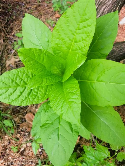 Pokeweed (Phytolacca americana) — All Plants Considered Botanical Blog and Plant Exploration