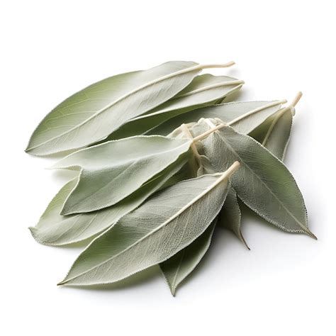 Premium Ai Image Variety Of Nature White Sage Leaves Type Of Herb