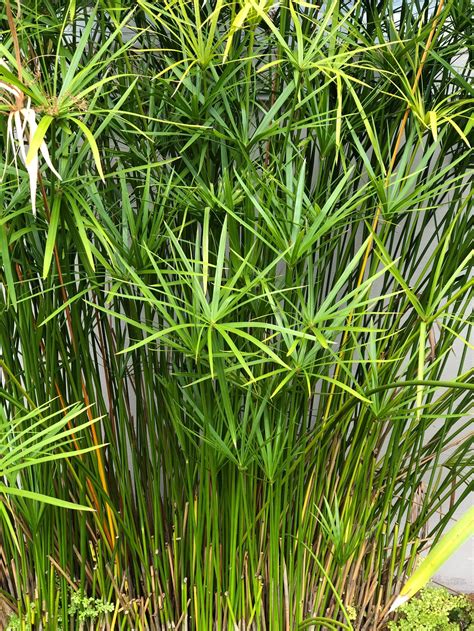 Papyrus Plant | Etsy