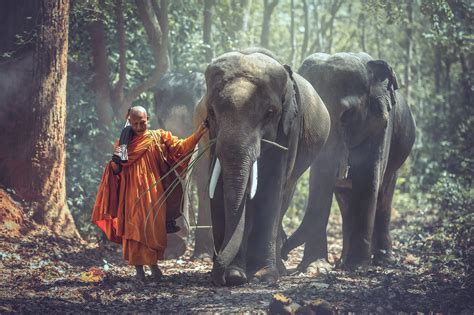 Elephant Buddhism ☸️ | Elephant, Buddhism, Animals