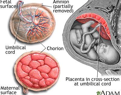 Placenta Anatomy: the placenta provides the fetus with oxygen and ...