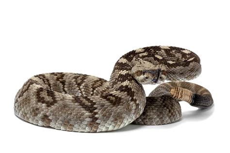 Ornate Black-Tailed Rattlesnake Pictures - AZ Animals