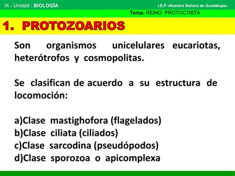 Reino Protoctista Algas Ppt