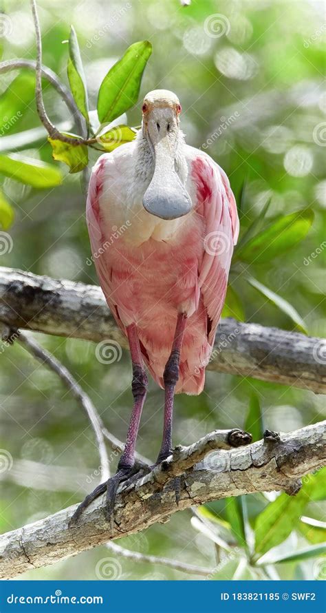 Wildlife Photo Of An Roseate Spoonbill Platalea Ajaja Stock Image