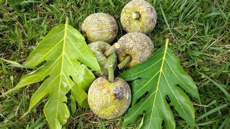 Conoce El árbol Y El Fruto De Frutipan O Árbol De Pan Youtube