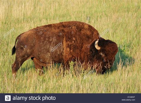 Great Plains Buffalo Stock Photos And Great Plains Buffalo Stock Images