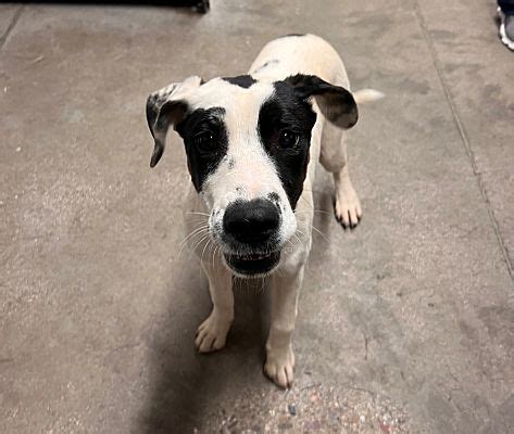 Tucson AZ Border Collie Meet PRENTISS A Pet For Adoption