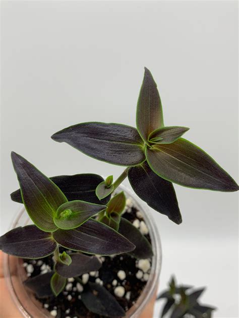 Gibasis Jose Puig Rare Wandering Jew Plant Etsy