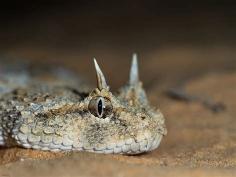 desert horned viper cerastes cerastes snakes  lizards