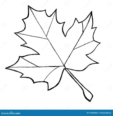 Maple Leaf Sketch Royalty Free Stock Image - Image: 13426506