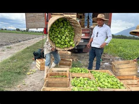 Cosecha de TOMATE DE CÁSCARA Variedades originarias de MÉXICO