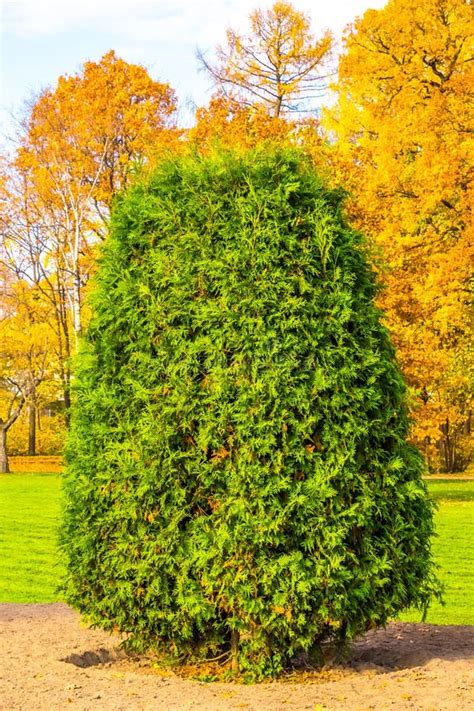 Green bush stock image. Image of environment, green - 146243291