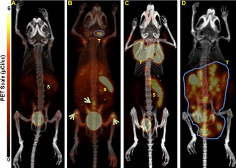 Figure 1 from Very Late Antigen 4 α4β1 Integrin Targeted PET Imaging