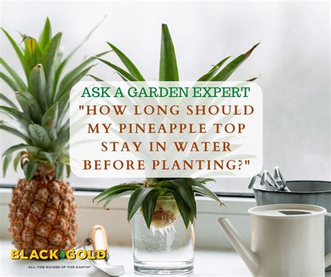 How Long Should My Pineapple Top Stay in Water Before Planting? – Black ...