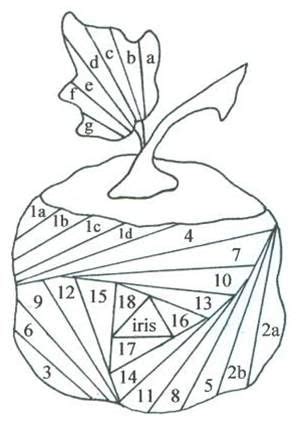 Beste Afbeeldingen Van Iris Vouwen In Iris Vouwen Knutselen